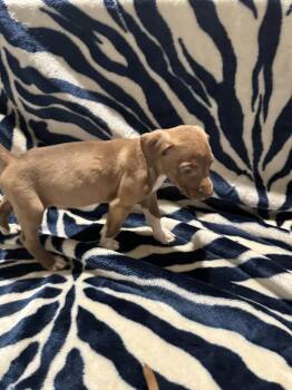 Mysti (Tisker) -  Mixed Breed Dog for Adoption in Wyoming, Michigan - Mysti (Tisker) | PetCurious