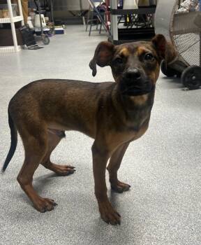 Dougie -  Boxer Dog for Adoption in St. Joseph, Michigan - Dougie | PetCurious