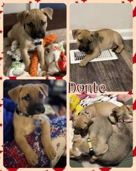 Rescue Mixed Breed Dogs for Adoption in Lancaster, New York - Donte | PetCurious
