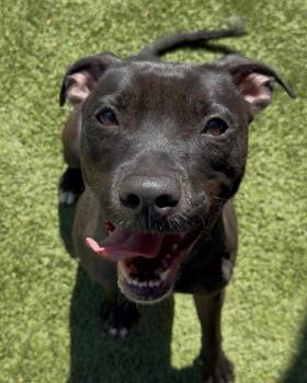 Pit Bull Terrier and Mixed Breed Dogs Available for Adoption in Newton, North Carolina - MADDY | PetCurious