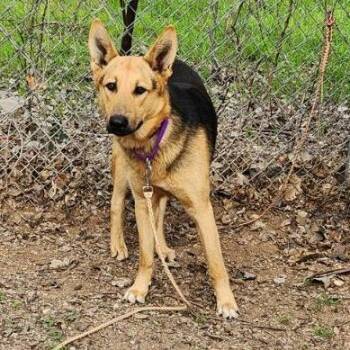 German Shepherd Dog and Labrador Retriever Dogs Available for Adoption - Blaze | PetCurious