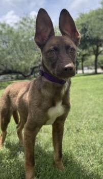 Shepherd and Mixed Breed Dogs Available for Adoption in San Antonio, Texas - Tanner | PetCurious