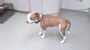 CHIEF -  Boxer Dog for Adoption in Omaha, Nebraska - CHIEF | PetCurious