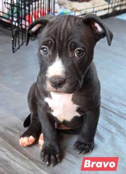 Pit Bull Terrier and Bulldog Dogs Available for Adoption - Bravo | PetCurious