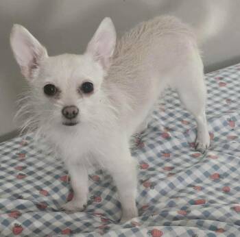 Chihuahua Dogs Available for Adoption in Westwood, New Jersey - Ivy Dory | PetCurious