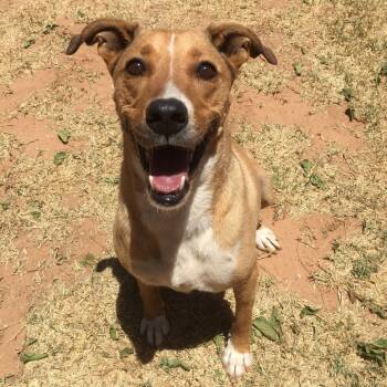 Rescue Labrador Retriever and Australian Shepherd Dogs for Adoption in Midland, Texas - Banner | PetCurious