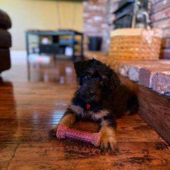 26Urban -  Miniature Poodle and Golden Retriever Dog for Adoption in Shingle Springs, California - 26Urban | PetCurious