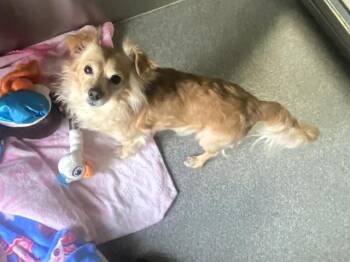 Papillon and Mixed Breed Dogs Available for Adoption in Tustin, California - BUSTER | PetCurious