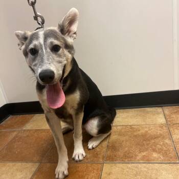 FWT Chip -  German Shepherd Dog and Mixed Breed Dog for Adoption in Midland, Texas - FWT Chip | PetCurious