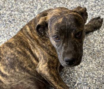 Rescue Mastiff and Mixed Breed Dogs for Adoption in Carthage, Missouri - Mila | PetCurious