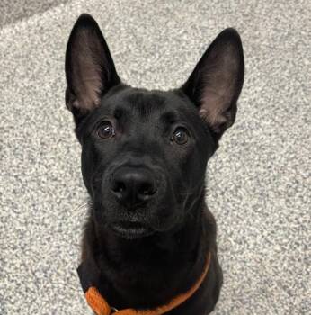 Mongoose -  German Shepherd Dog Dog for Adoption in Golden, Colorado - Mongoose | PetCurious