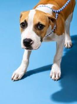 BUBBA ARES -  Mixed Breed Dog for Adoption in Jacksonville, Florida - BUBBA ARES | PetCurious