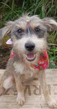 Brianna -  Schnauzer Dog for Adoption in Albion, New York - Brianna | PetCurious