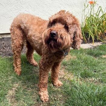 Rusty -  Poodle and Golden Retriever Dog for Adoption in Kansas City, Missouri - Rusty | PetCurious
