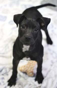 Jessie in NH. Come Meet our Adoptable Dogs Wednesday-Saturday. M -  Black Labrador Retriever Dog for Adoption in Manchester, New Hampshire - Jessie In NH. Come Meet Our Adoptable Dogs Wednesday-Saturday. M | PetCurious