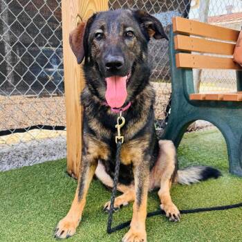 Fluffernutter -  German Shepherd Dog Dog for Adoption in Parkersburg, West Virginia - Fluffernutter | PetCurious