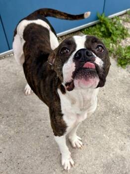 Sky (in Foster) -  Boxer and Mixed Breed Dog for Adoption in New Orleans, Louisiana - Sky (in Foster) | PetCurious