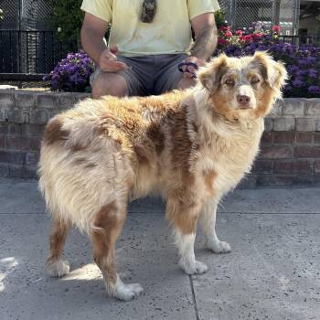 Australian Shepherd Dogs Available for Adoption - Sky | PetCurious
