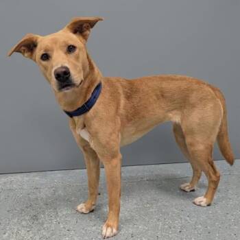 Enola -  Mixed Breed Dog for Adoption in Yankton, South Dakota - Enola | PetCurious