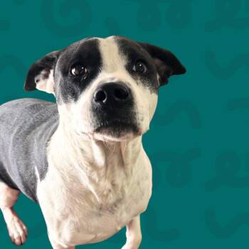 Lola -  Pit Bull Terrier and Mixed Breed Dog for Adoption in Reno, Nevada - Lola | PetCurious