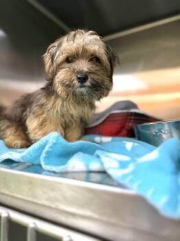 Poppy -  Yorkshire Terrier and Mixed Breed Dog for Adoption in New Orleans, Louisiana - Poppy | PetCurious