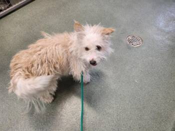 A175343 -  Mixed Breed Dog Available for Adoption in Santa Fe, New Mexico - A175343 | PetCurious