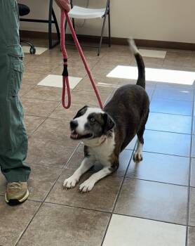 Rescue Mixed Breed Dogs for Adoption in Lewisville, North Carolina - Bert | PetCurious