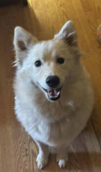 Kai -  Samoyed Dog for Adoption in Lincoln University, Pennsylvania - Kai | PetCurious