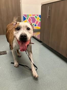 Pit Bull Terrier Dogs Available for Adoption - MOLLY | PetCurious