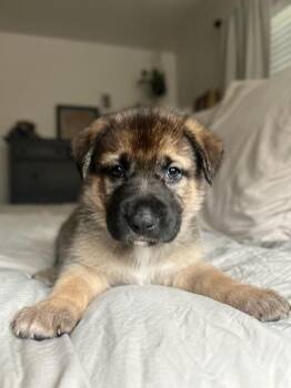 German Shepherd Dog Dogs Available for Adoption - Stevie (aka July) Purple Collar | PetCurious