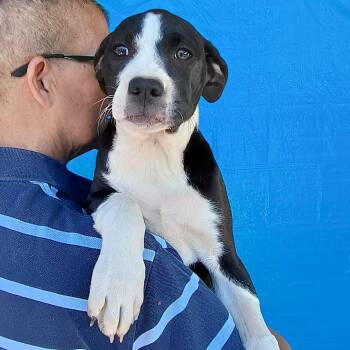 Poppy -  Pit Bull Terrier and Labrador Retriever Dog Available for Adoption in Amarillo, Texas - Poppy | PetCurious