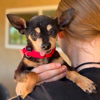 Bartholomew -  Chihuahua Dog for Adoption in Ramona, California - Bartholomew | PetCurious