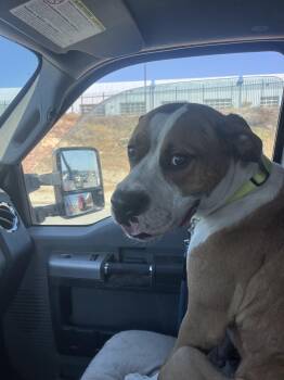 Rescue Boxer and Anatolian Shepherd Dogs for Adoption in Arvada, Colorado - Wheaties | PetCurious