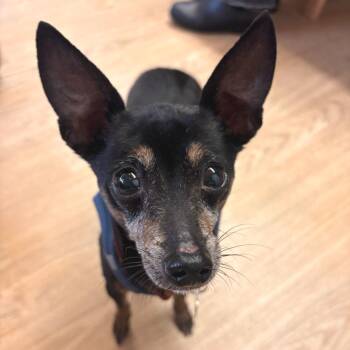 Chihuahua Dogs Available for Adoption in San Francisco, California - Atari 14812 | PetCurious