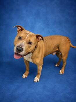 ROCKY -  Pit Bull Terrier Dog for Adoption in Westminster, Maryland - ROCKY | PetCurious