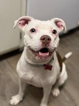Pit Bull Terrier Dogs Available for Adoption in Boston, Massachusetts - Drip | PetCurious