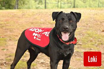 Loki -  Black Labrador Retriever Dog for Adoption in Stockbridge, Georgia - Loki | PetCurious
