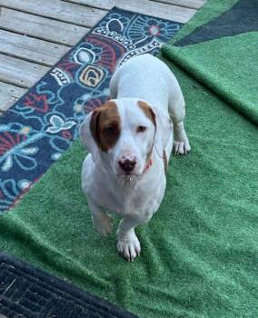 Basset Hound and Dachshund Dogs Available for Adoption - DAISY (ohiosdrecue@gmail.com) | PetCurious