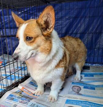 Fergie -  Cardigan Welsh Corgi Dog for Adoption in Columbus, Ohio - Fergie | PetCurious