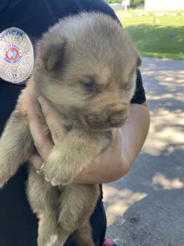Mixed Breed Dogs Available for Adoption in Dallas, Texas - SONIC | PetCurious