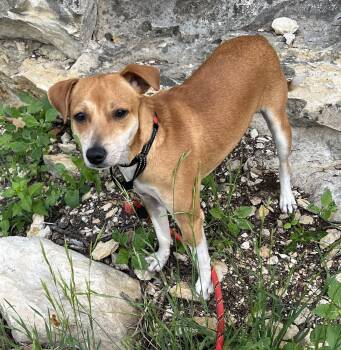 Rat Terrier Dogs Available for Adoption in Olympia, Washington - BILLY BOB | PetCurious
