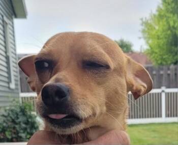 Chihuahua Dogs Available for Adoption in Bristol, Wisconsin - Osby | PetCurious