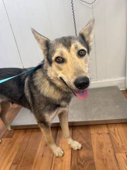 German Shepherd Dog and Husky Dogs Available for Adoption in Fayetteville, Tennessee - Savannah | PetCurious