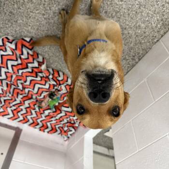 Cash -  Mixed Breed Dog for Adoption in Oconto, Wisconsin - Cash | PetCurious