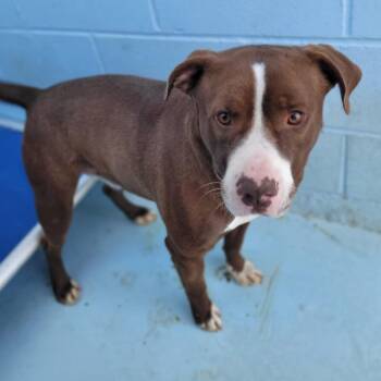 Rescue Pit Bull Terrier Dogs for Adoption in Orangeburg, South Carolina - Rocco | PetCurious