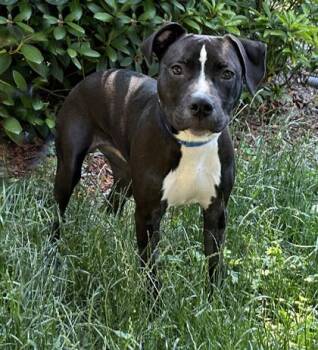Timmy Turner -  Terrier and Mixed Breed Dog Available for Adoption in Voorhees Township, New Jersey - Timmy Turner | PetCurious