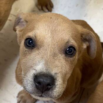 Rescue Pit Bull Terrier Dogs for Adoption in Jacksonville, Arkansas - Alex | PetCurious