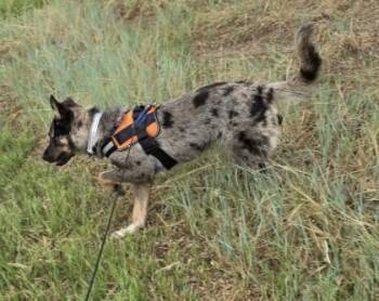 CANYON -  Shepherd Dog for Adoption in Broomfield, Colorado - CANYON | PetCurious
