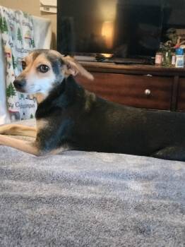 Rescue Beagle Dogs for Adoption in Discovery Bay, California - Peanut | PetCurious