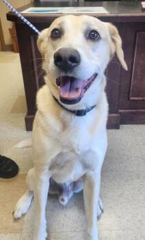 Teddy -  Labrador Retriever Dog for Adoption in Maumelle, Arkansas - Teddy | PetCurious